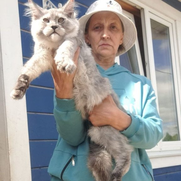 Maine Coon AP Yuta
