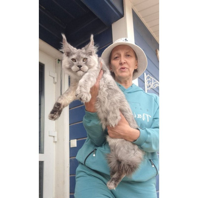 Maine Coon AP Yuta
