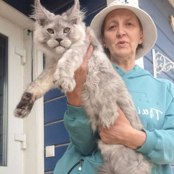 Maine Coon AP Yuta
