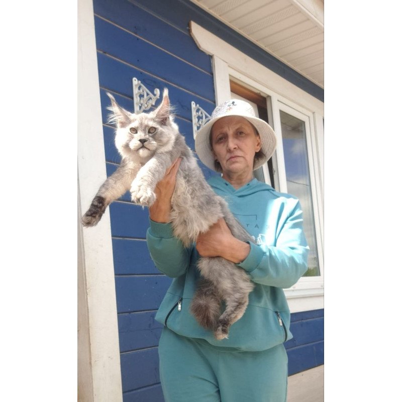 Maine Coon AP Yuta