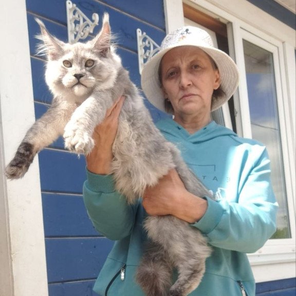Maine Coon AP Yuta