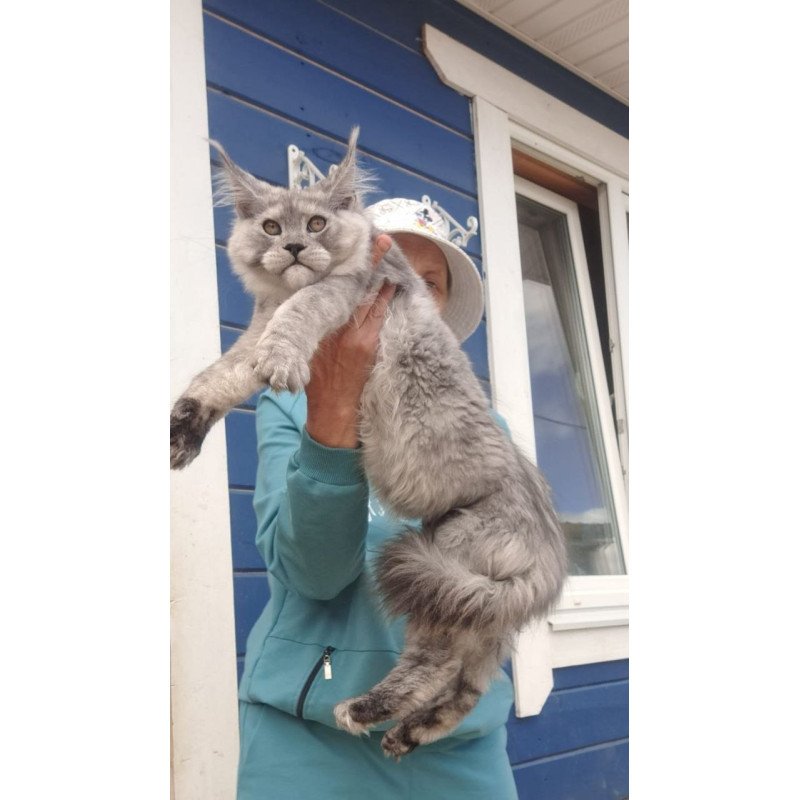 Maine Coon AP Yuta