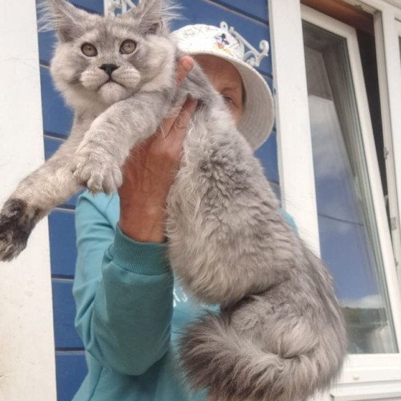 Maine Coon AP Yuta