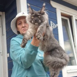 Maine Coon AP Yulla