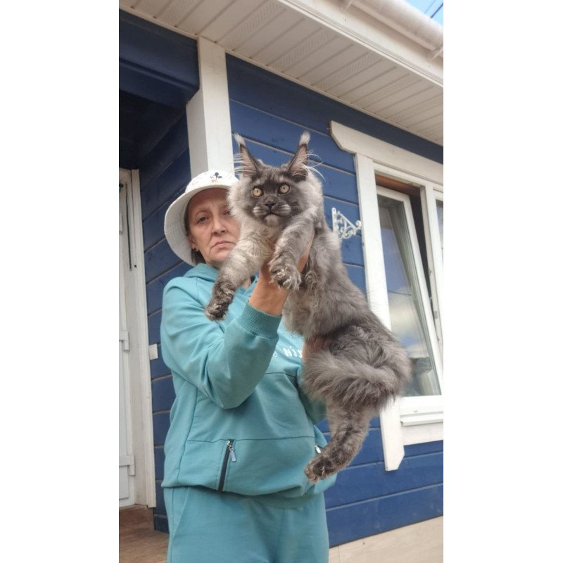 Maine Coon AP Yulla