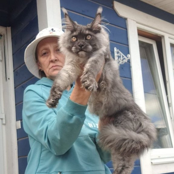 Maine Coon AP Yulla