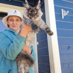 Maine Coon AP Yulla