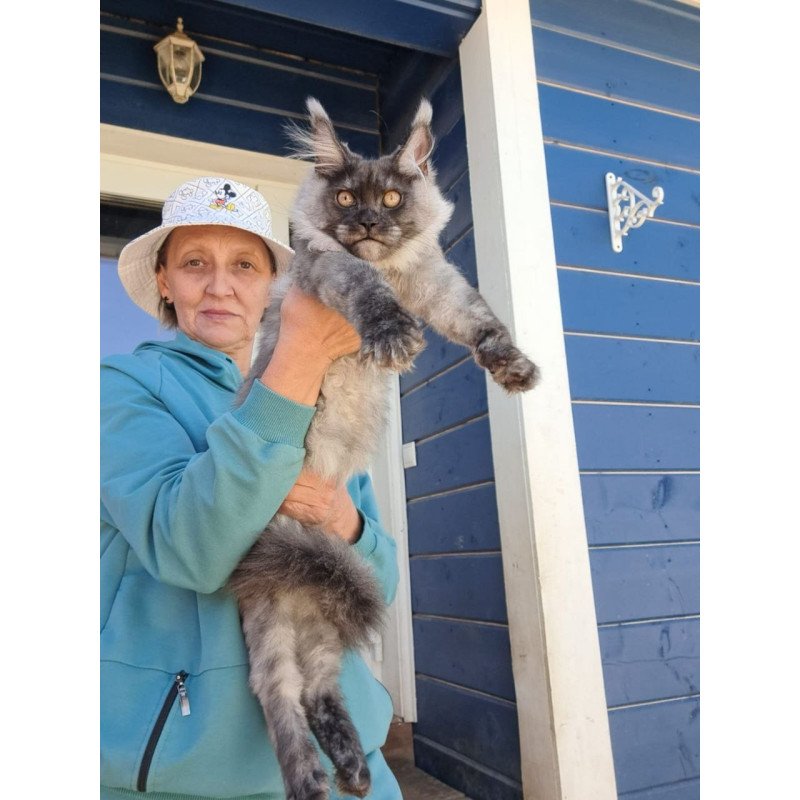 Maine Coon AP Yulla