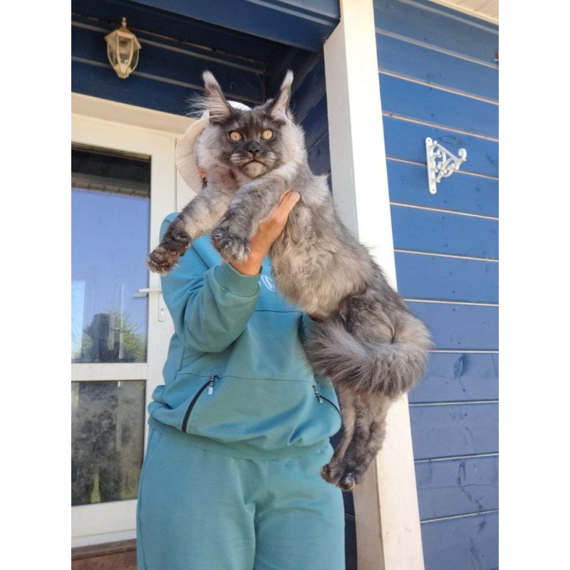 Maine Coon AP Yulla