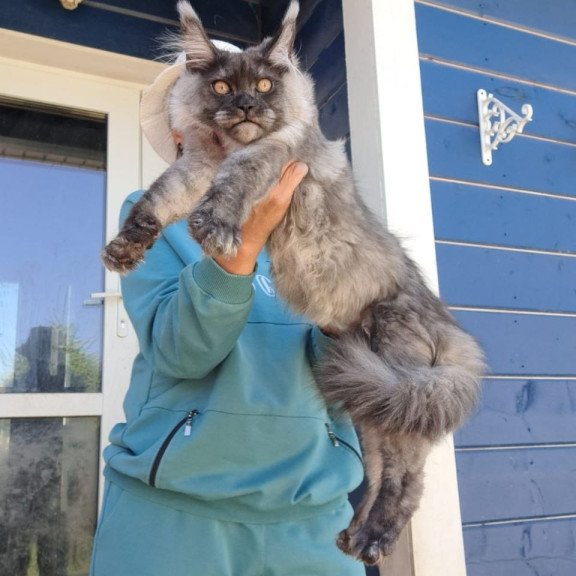 Maine Coon AP Yulla