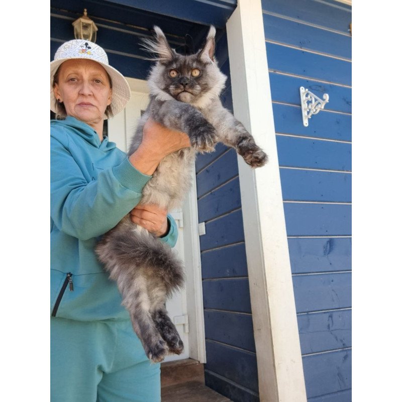 Maine Coon AP Yulla