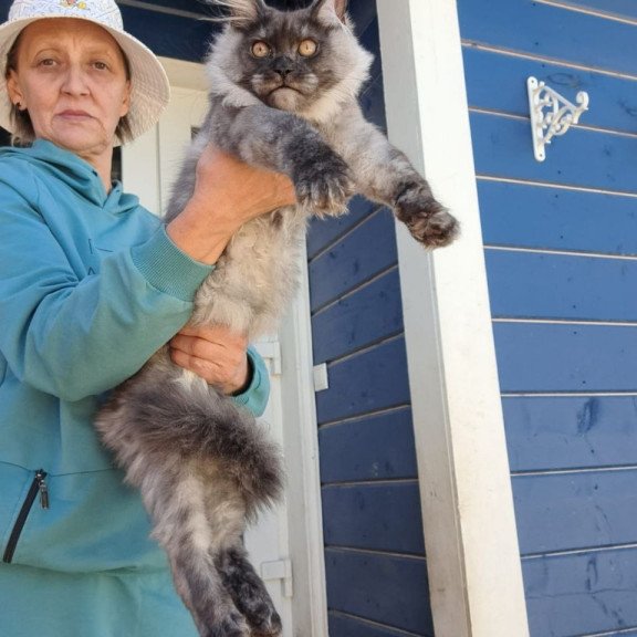 Maine Coon AP Yulla