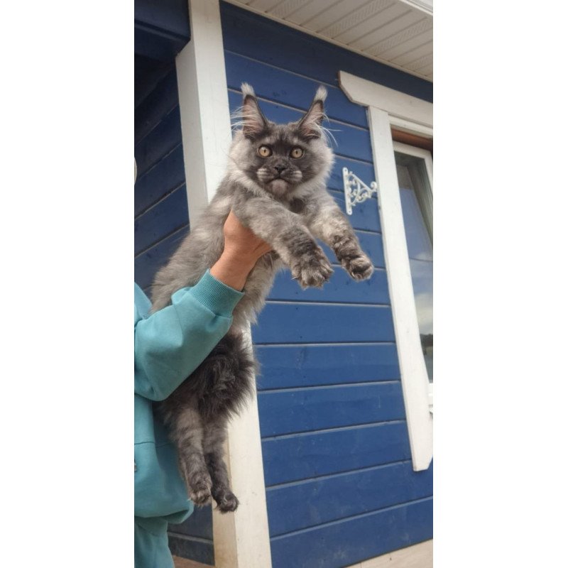 Maine Coon AP Yulla