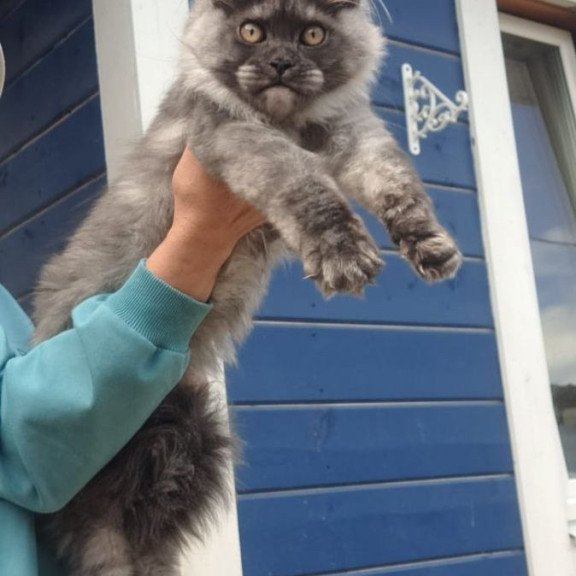 Maine Coon AP Yulla