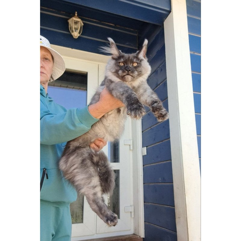 Maine Coon AP Yulla