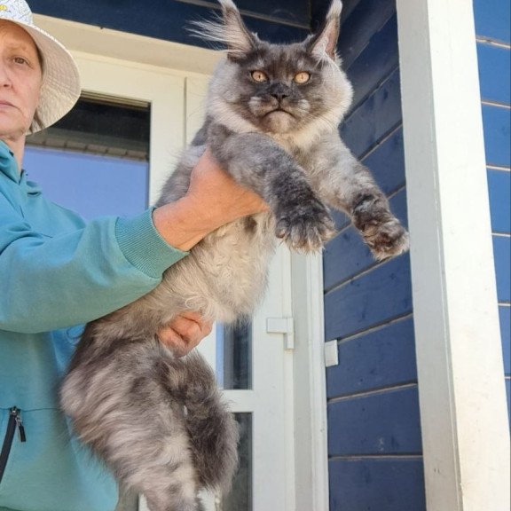 Maine Coon AP Yulla
