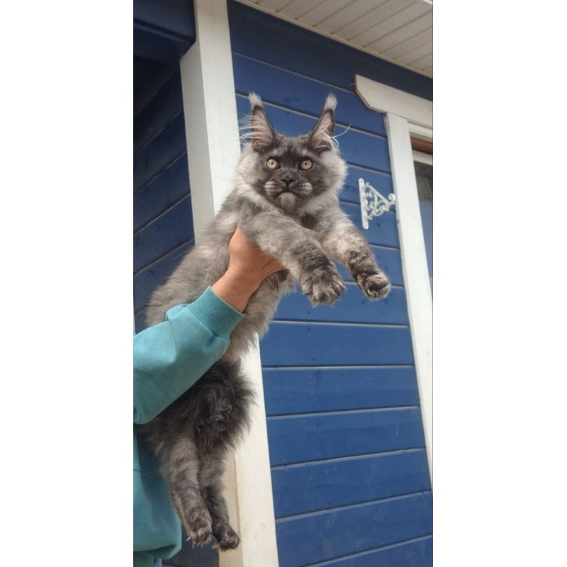 Maine Coon AP Yulla