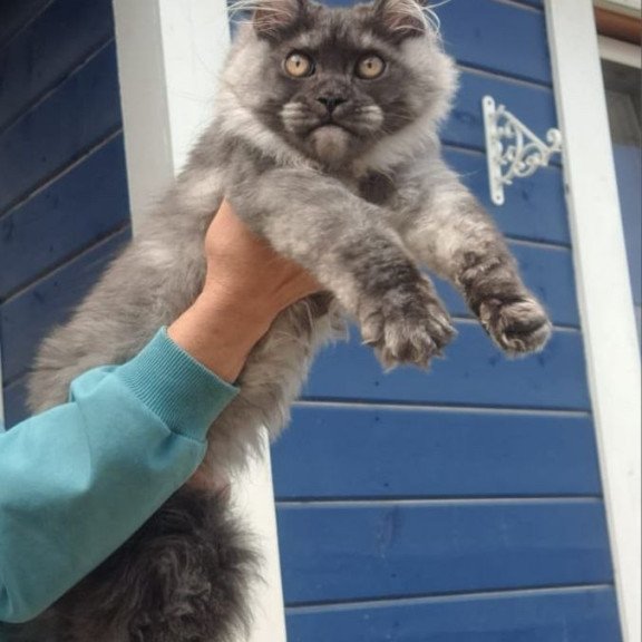 Maine Coon AP Yulla