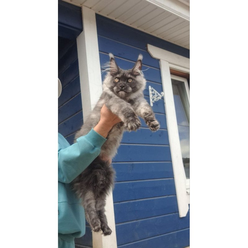 Maine Coon AP Yulla