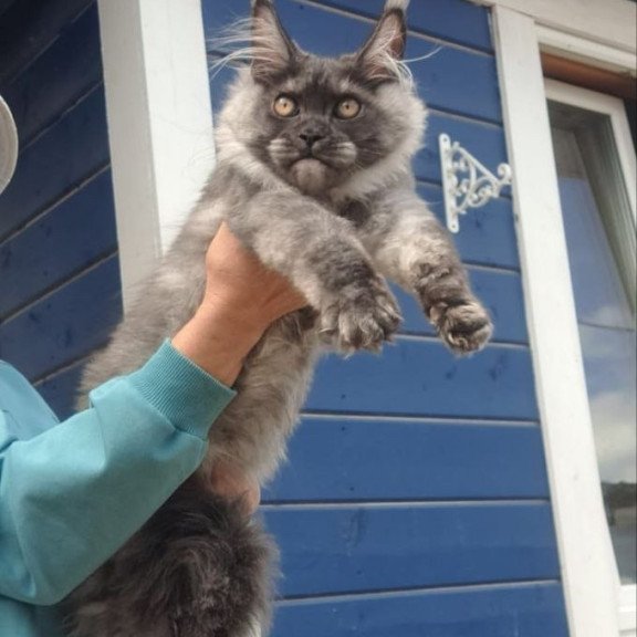 Maine Coon AP Yulla