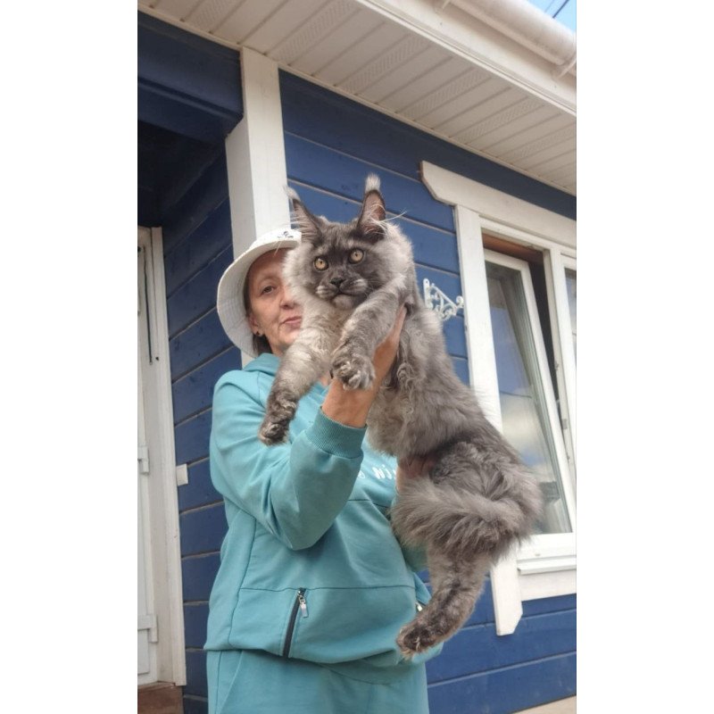 Maine Coon AP Yulla
