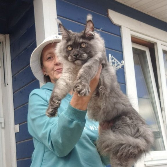 Maine Coon AP Yulla