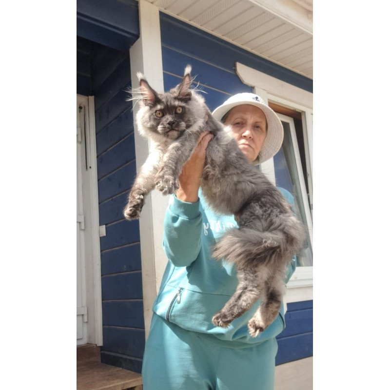 Maine Coon AP Yulla