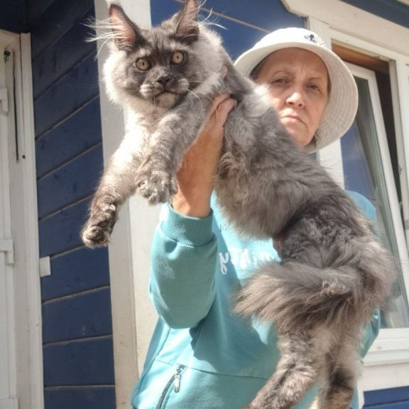 Maine Coon AP Yulla