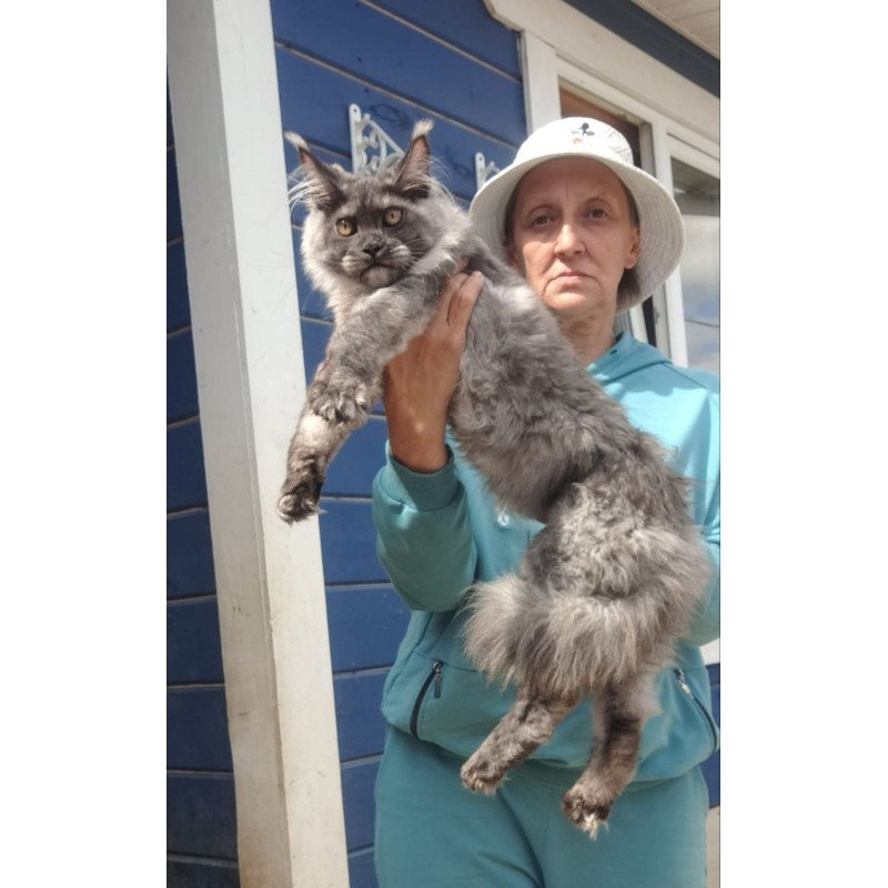 Maine Coon AP Yulla