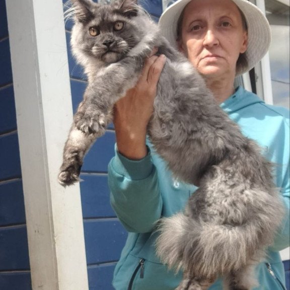 Maine Coon AP Yulla
