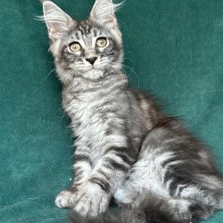 Maine Coon NOV Ivelina