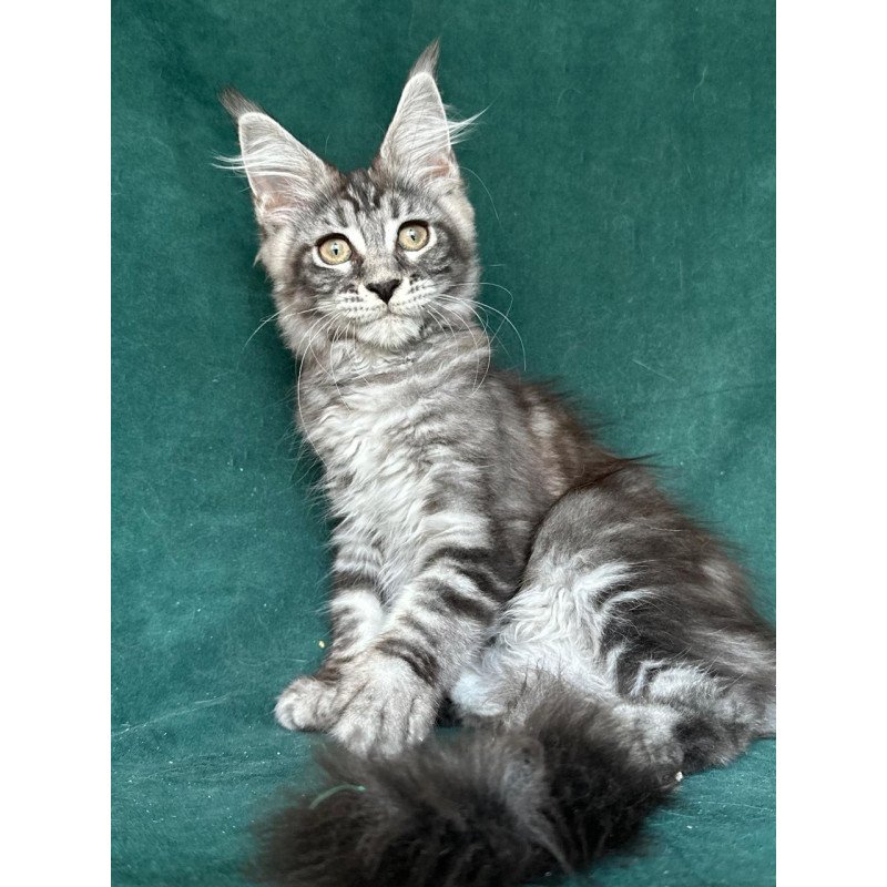Maine Coon NOV Ivelina