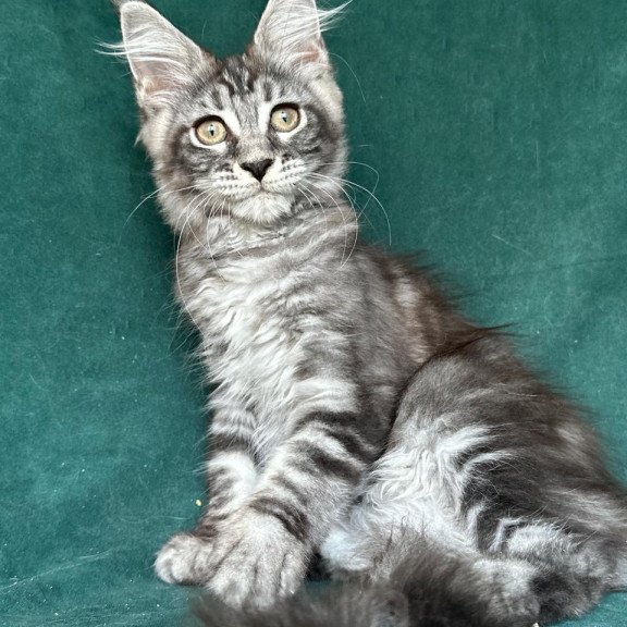Maine Coon NOV Ivelina