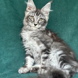 Maine Coon NOV Ivelina