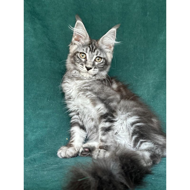 Maine Coon NOV Ivelina