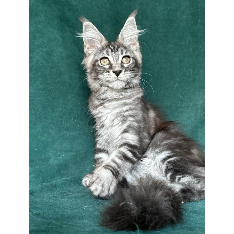 Maine Coon NOV Ivelina