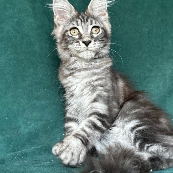 Maine Coon NOV Ivelina