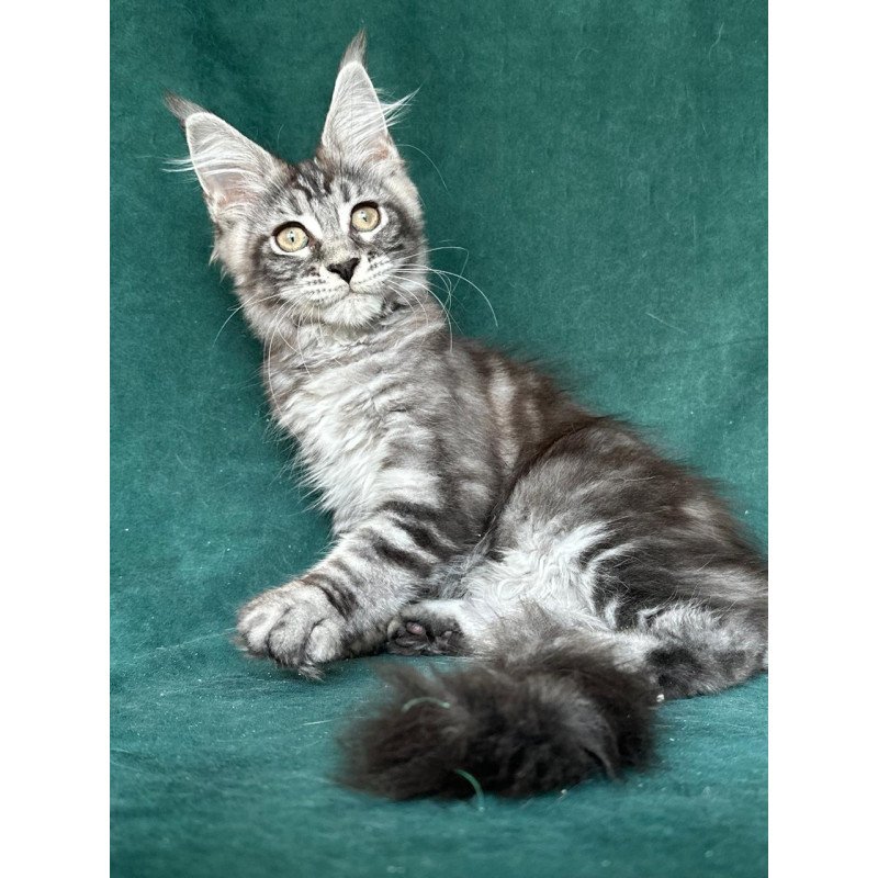 Maine Coon NOV Ivelina