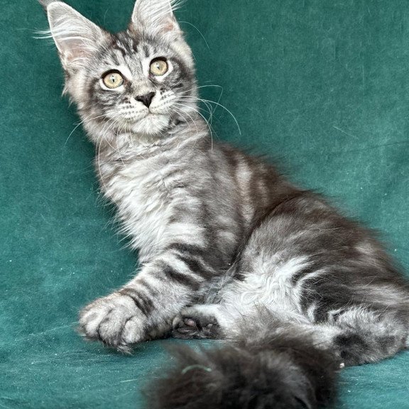 Maine Coon NOV Ivelina