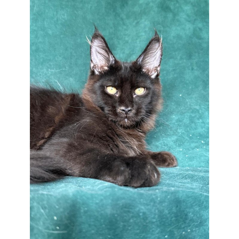 Maine Coon NOV Gerald