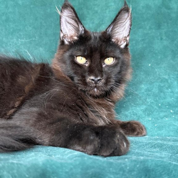 Maine Coon NOV Gerald