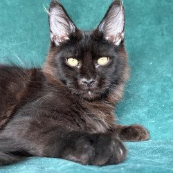Maine Coon NOV Gerald