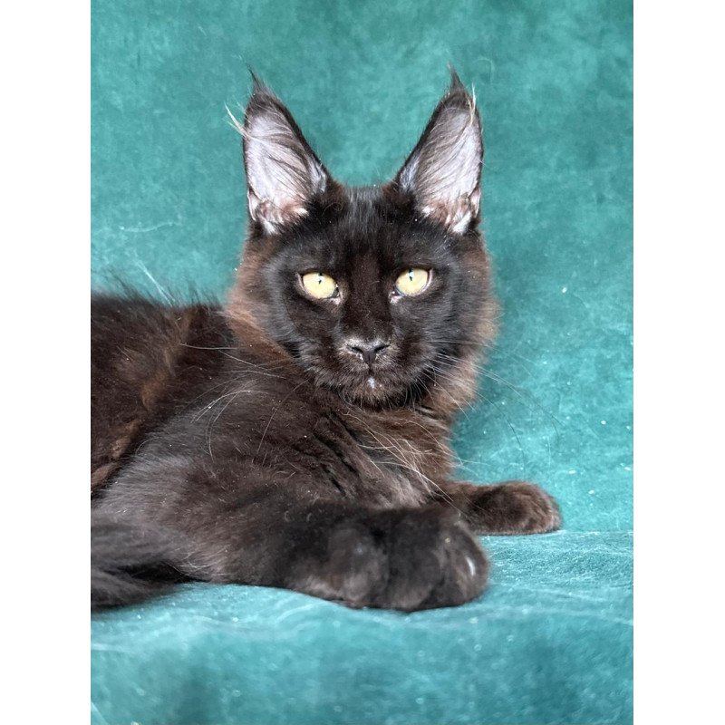 Maine Coon NOV Gerald