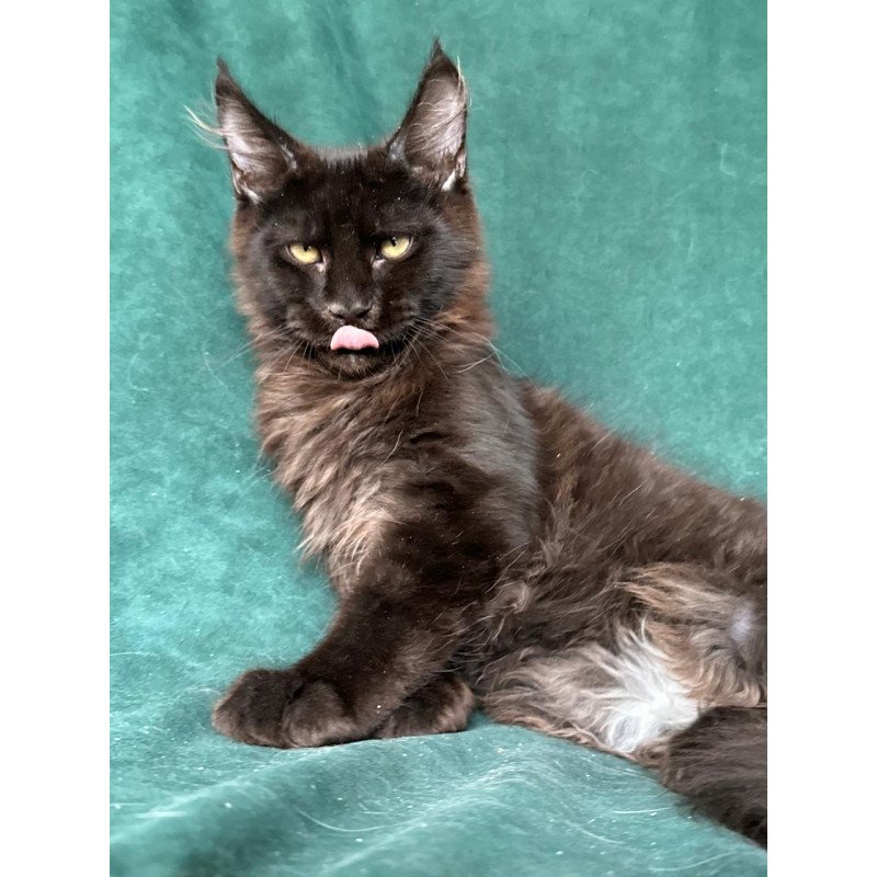 Maine Coon NOV Gerald