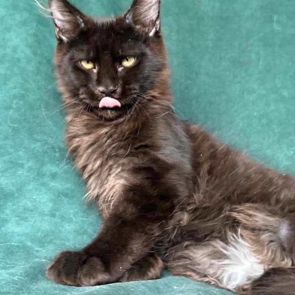 Maine Coon NOV Gerald