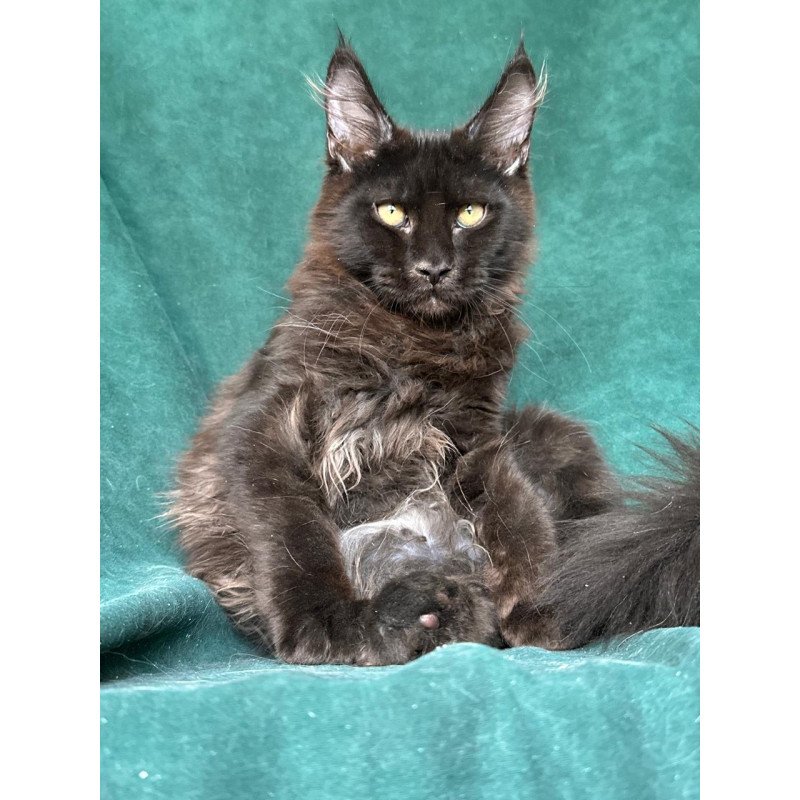 Maine Coon NOV Gerald
