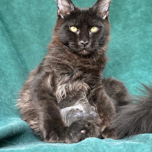 Maine Coon NOV Gerald