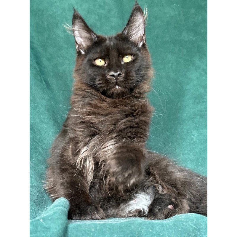 Maine Coon NOV Gerald