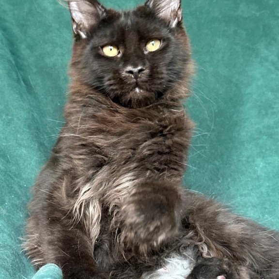 Maine Coon NOV Gerald