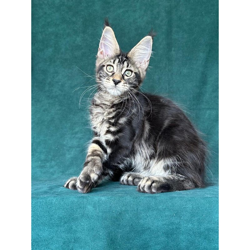 Maine Coon NOV Indy Polydactyl